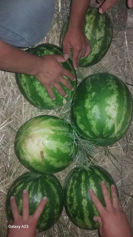 tarvuzlar bor kilosi 5 ming