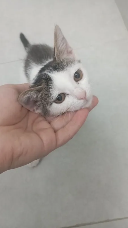 Котенок девочка 2 месяца 1 Котенок девочка 2 месяца 1