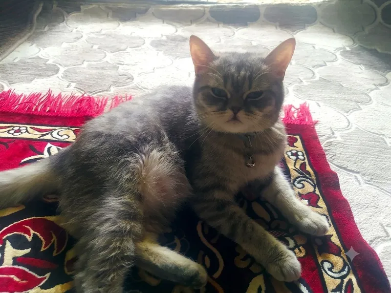 Britasnkiy :British Shorthair sotiladi 2