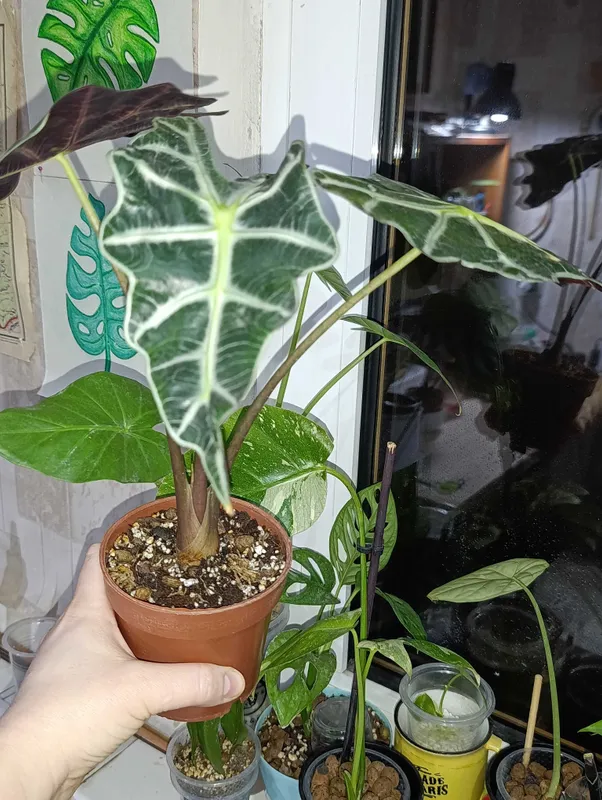 Алоказия Полли +3 клубня,можно обмен Алоказия Полли +3 клубня,можно обмен