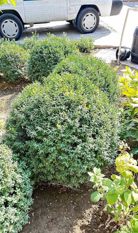 Шамшод-самшит (buxus) 7 Шамшод-самшит (buxus) 7