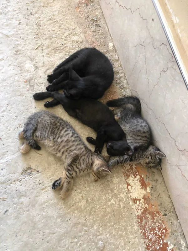 Отдам даром кошек и котов 2