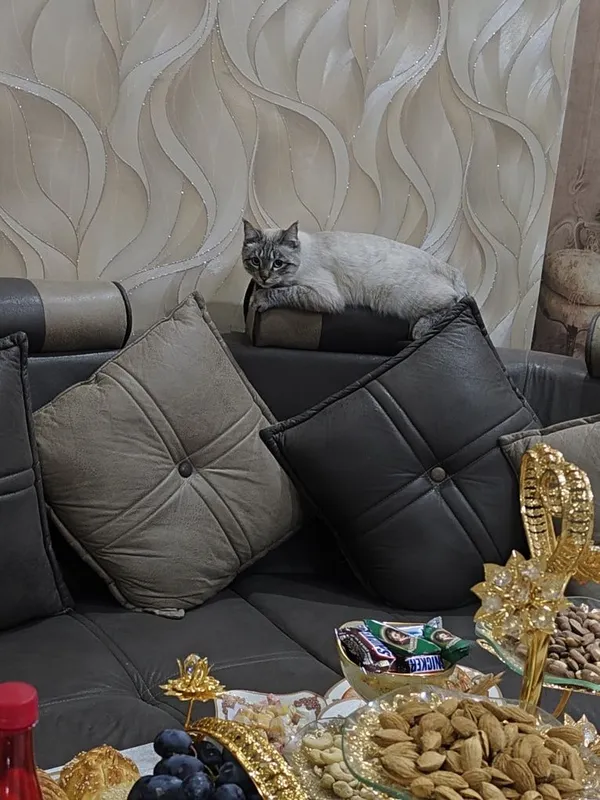 мушукчамизни бемоқчиман