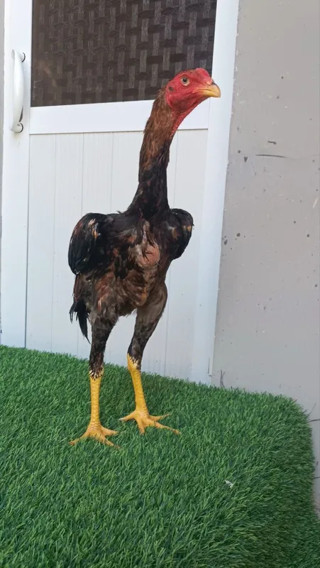 Dakan joja xoroz sotiladi 1