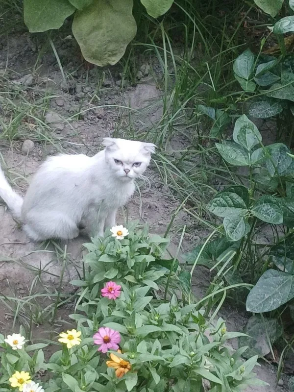 Scottish fold (девочка) 1 Scottish fold (девочка) 1