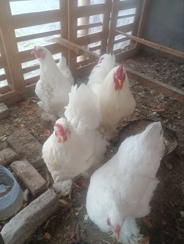 Birama tovuq xorozlari 7 Birama tovuq xorozlari 7
