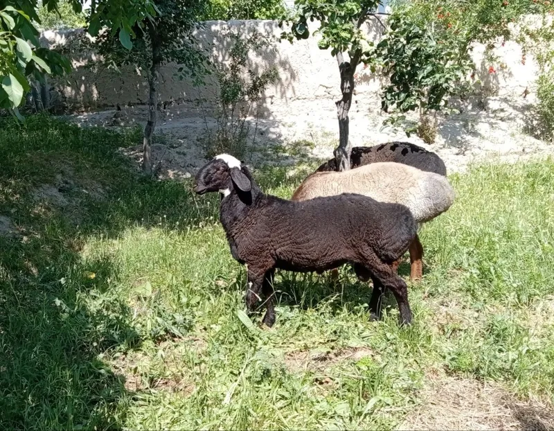 Кучкорлар курбонликга