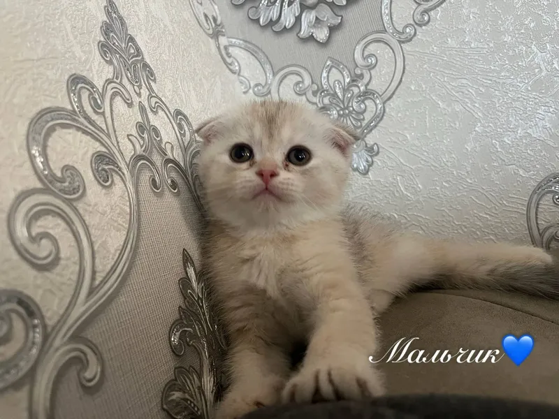 Шотландские котята 1