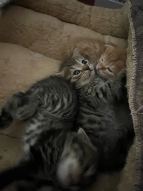 Вислоухие котята скоттиш фолд — фото 3