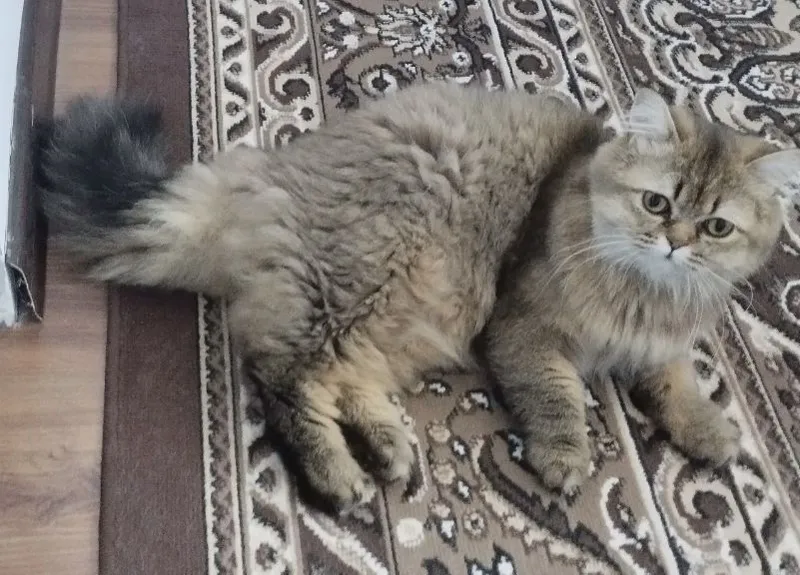 Golden Shaded Persian (Chinchilla) erkak mushuk, 1 yosh 2 Golden Shaded Persian (Chinchilla) erkak mushuk, 1 yosh 2