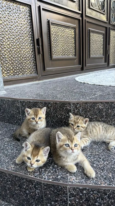 Породистые котята золотая шиншила 6 Породистые котята золотая шиншила 6