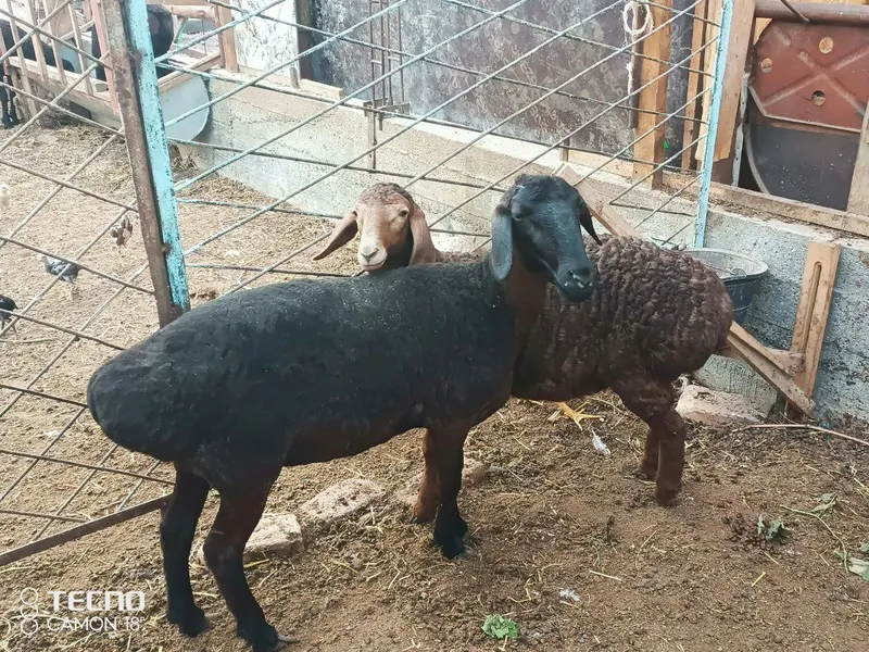 Ona bola qòy sotiladi