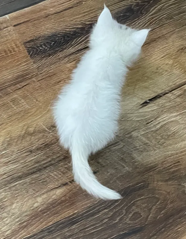 Котенок бесплатно — фото 3