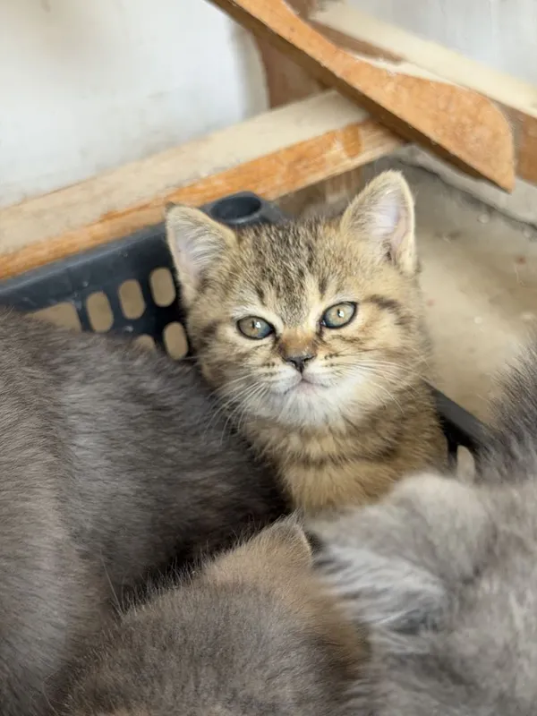Parodali mushukchalar sotiladi/ Продается породистые котята — фото 1