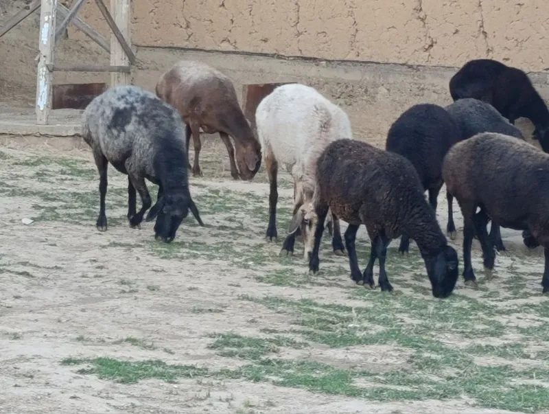 Qoy sotiladi solu 6 Qoy sotiladi solu 6