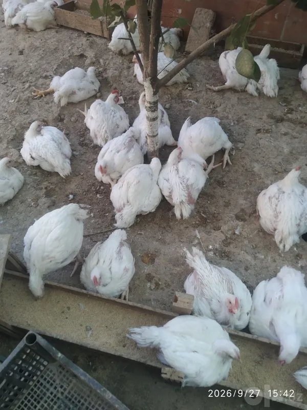 Broler tayyor 2,5kg 1 Broler tayyor 2,5kg 1