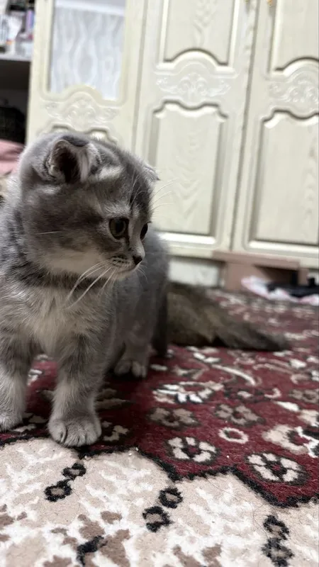 Милая кошка скотщ фолд 3 Милая кошка скотщ фолд 3