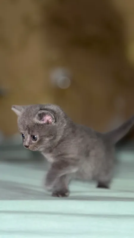 Мушук скотиш страйт — фото 1