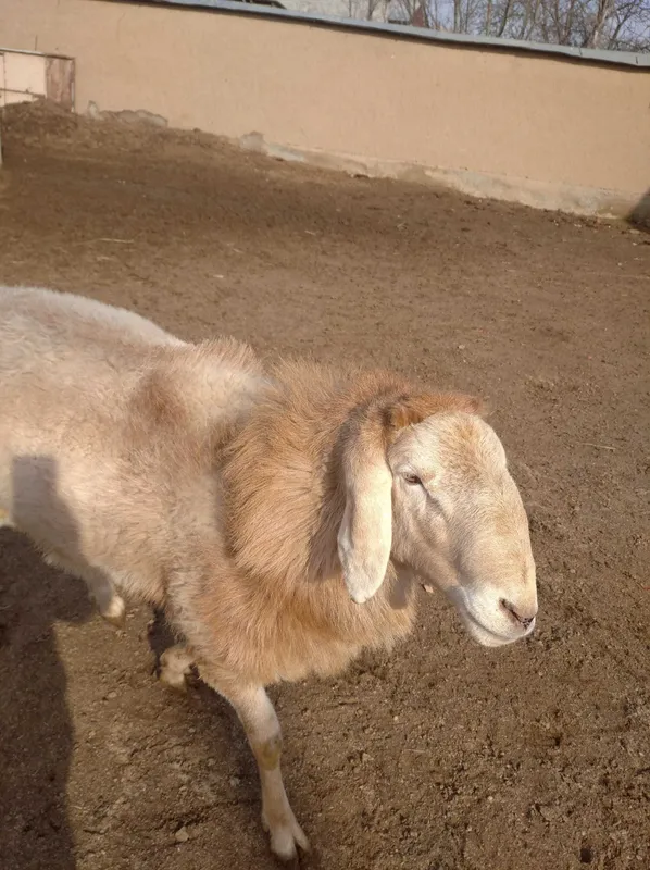 Arashan qochqor 2 chi sort