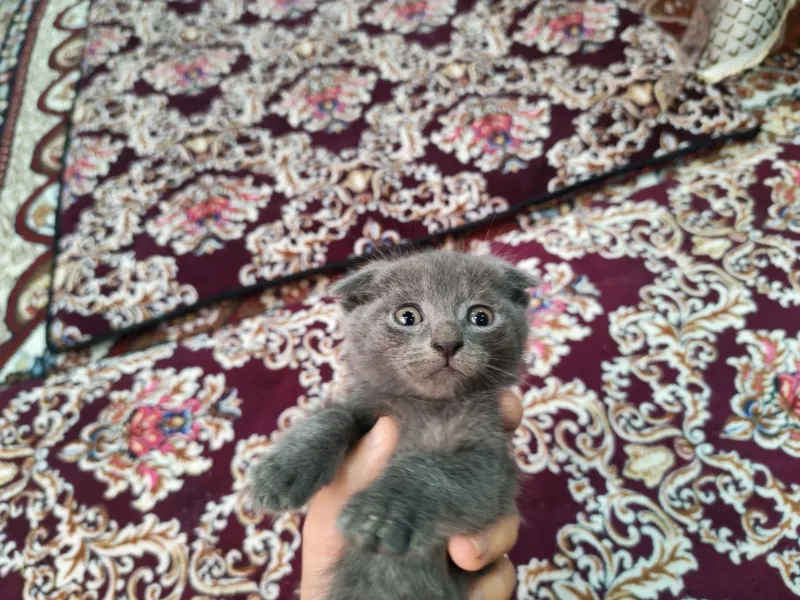 Scottish fold mushukchalar