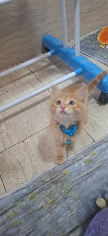 Котята 1 Котята 1