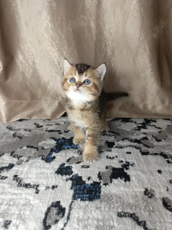 Вислоухие котята — фото 7