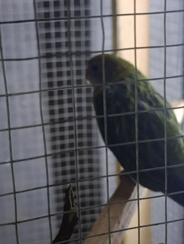 Розелла молодой сотилади 4 Розелла молодой сотилади 4