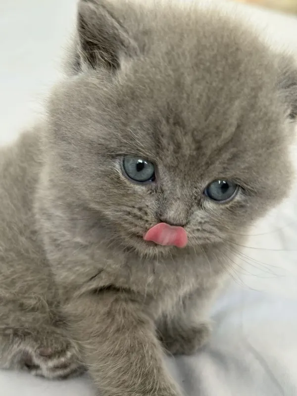 Скоттиш фолд , Скоттиш страйт 2 Скоттиш фолд , Скоттиш страйт 2