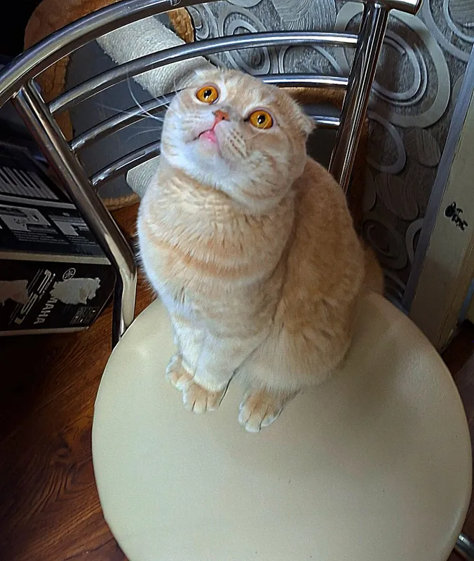 Котята кошки шотландский котёнок шотландская скоттиш фолд девочки — фото 3 Котята кошки шотландский котёнок шотландская скоттиш фолд девочки — фото 3