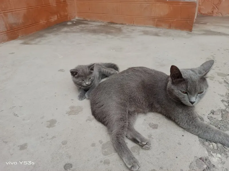 Uy mushuk zodli latoni biladi 2 oyli 6