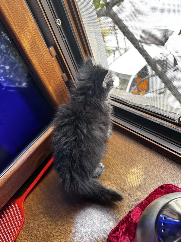 Продаётся котёнок — фото 2