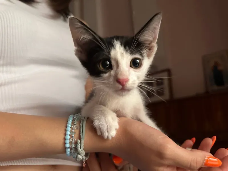 Котенок в добрые руки
