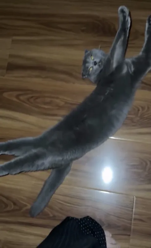 Котёнок Scottish Fold 2 Котёнок Scottish Fold 2