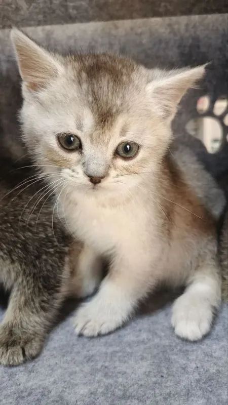 Продаются милые шотландское котята — фото 1