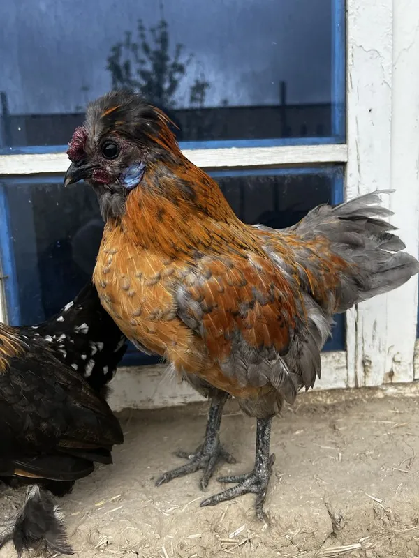 Yaponka para bitta samka bitta sames pul zarur — фото 1