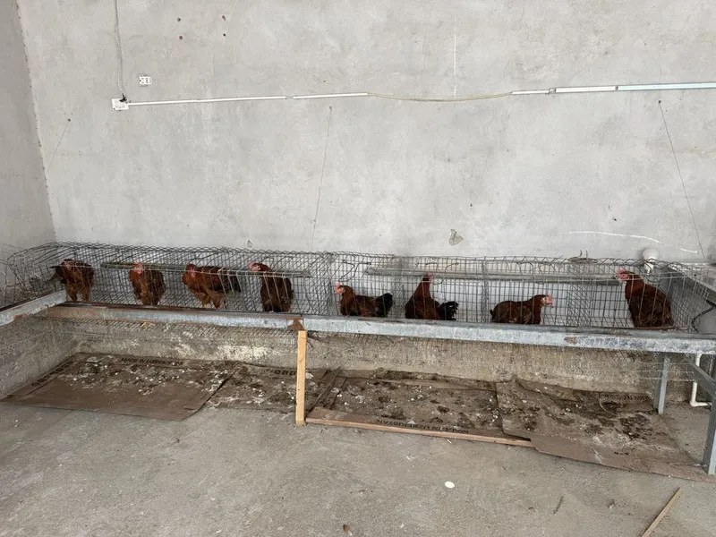 Корейский хурозлар сотилади. 3 ойлик. Вакцинаси килинган. Зоти тоза…..