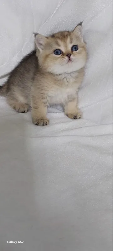 животные кошки 5 животные кошки 5