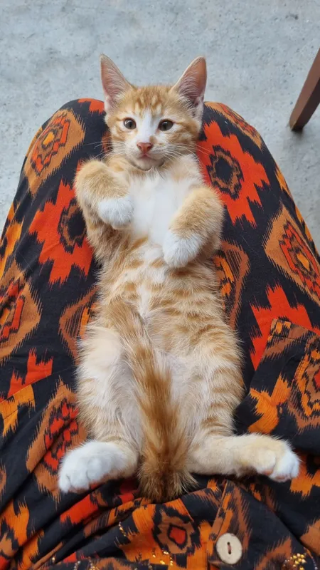 кот 3