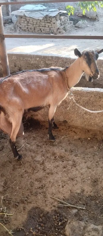 Zotli echki sotiladi ertalab 2 letr kechda 2 letr sut beradi 3 Zotli echki sotiladi ertalab 2 letr kechda 2 letr sut beradi 3
