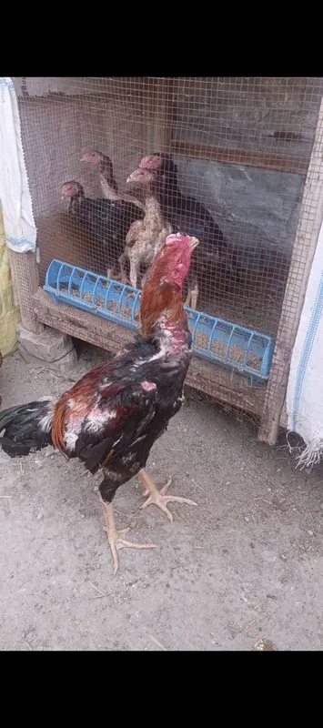 Корейский Шамо дакан жужалар сотувда! 2 Корейский Шамо дакан жужалар сотувда! 2