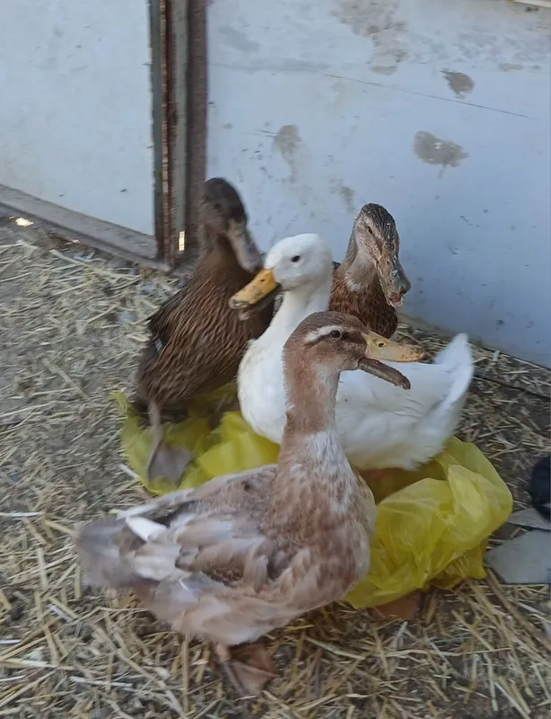 O'rdak bolalari sotiladi soni 4dona 4 oylik 2 O'rdak bolalari sotiladi soni 4dona 4 oylik 2
