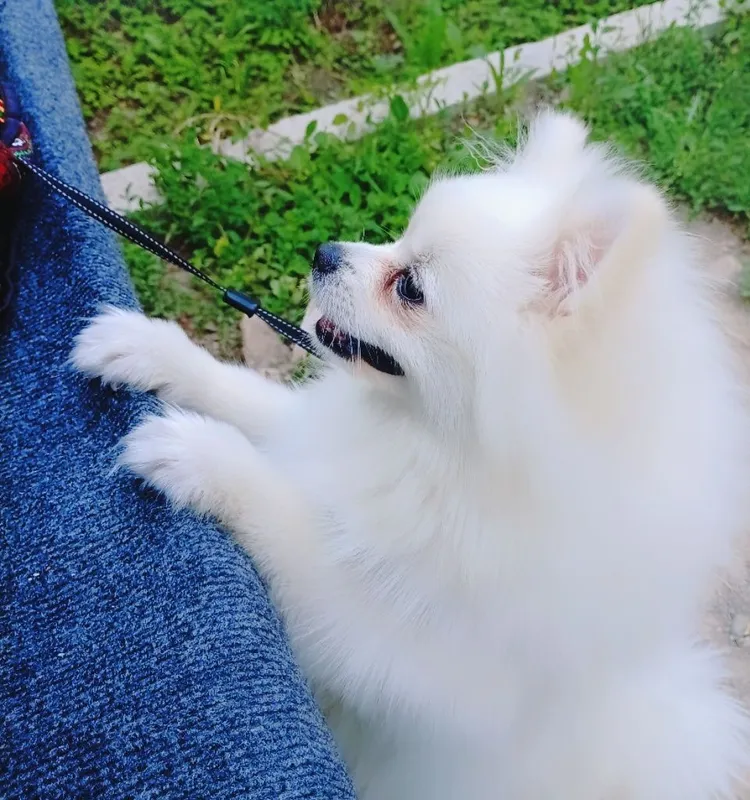 Наш Принц Ишет Невесту