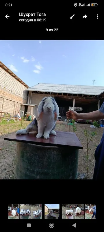 Французкий баран