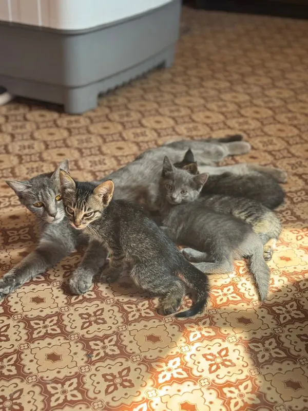 Котята даром, пышыклар бесплатно Котята даром, пышыклар бесплатно