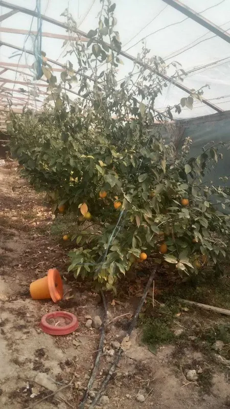 Lemon daraxti sotiladi hosilga kirgan tayor daraxti — фото 3
