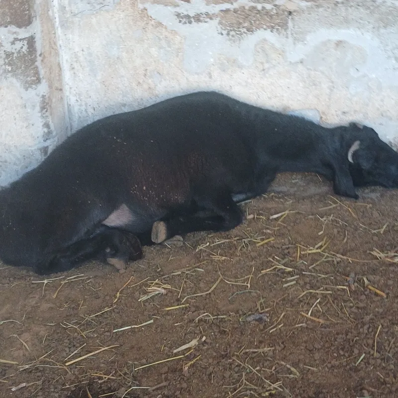 Кучкорлар сотилади. 6