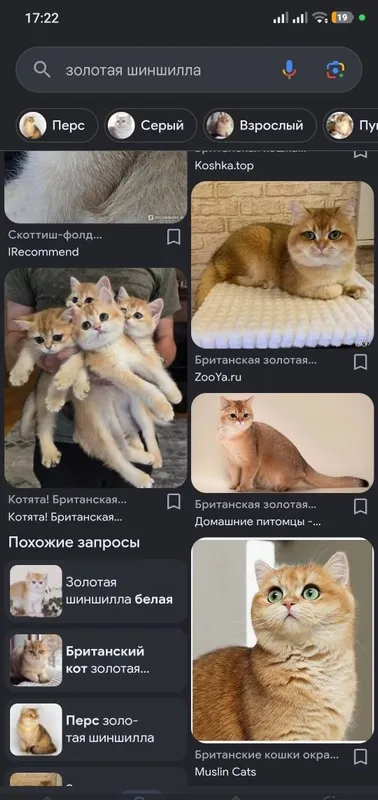 Кот золотая шиншилла 4 Кот золотая шиншилла 4