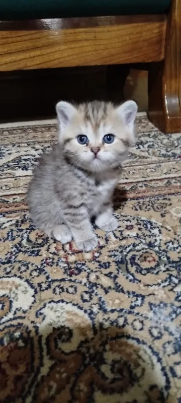 продается котенок британец девочка