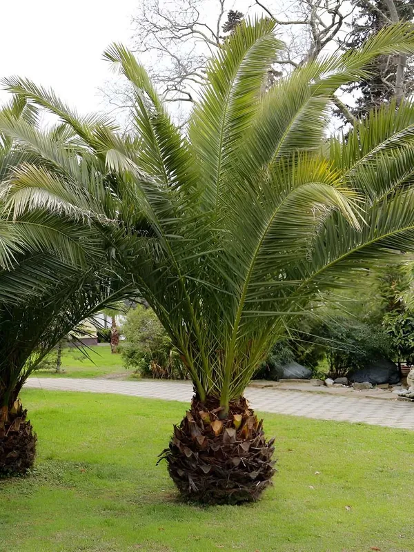 Kanar Palmasi "Luksor" urug‘i, 3 dona — фото 2
