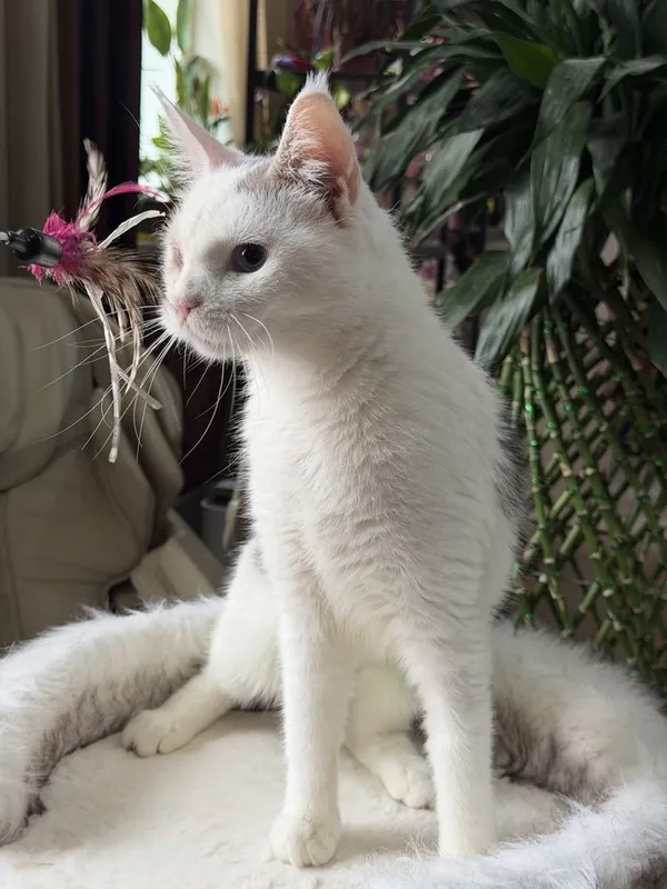 Мейнкун короткошерстный, девочка.